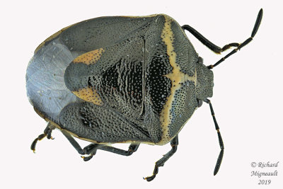 Stink bug - Cosmopepla lintneriana - Twice-stabbed Stink bug m19