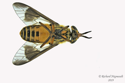 Deer Fly - Chrysops lateralis 1 m19 