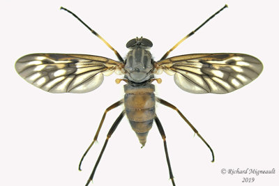 Snipe Fly - Rhagio mystaceus sp2 1 m19