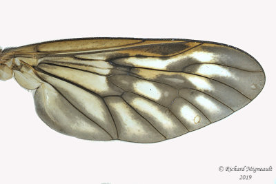 Snipe Fly - Rhagio mystaceus sp2 2 m19