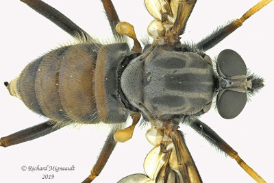 Snipe Fly - Rhagio mystaceus sp2 3 m19
