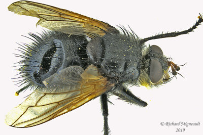 Tachinidae - Tachina sp 1 m19 