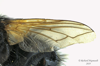 Tachinidae - Tachina sp 2 m19 