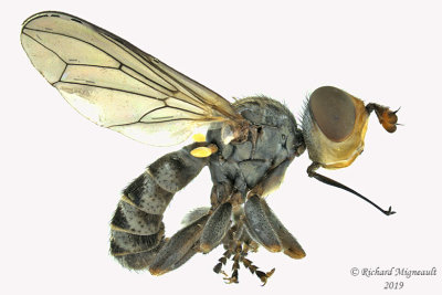 Thick-headed Fly - Zodion sp4 1 m19