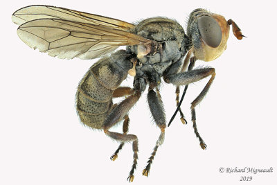 Thick-headed Fly - Zodion sp5 1 m19