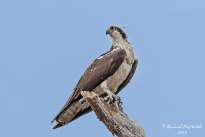 Balbuzard pcheur - Osprey m19 