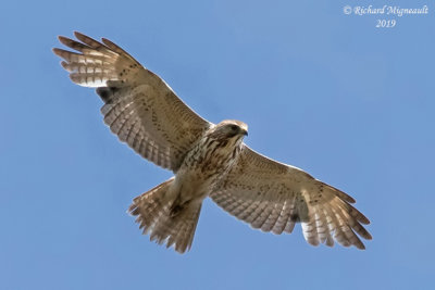 Petite Buse - Broad-winged Hawk, juvenile m19 