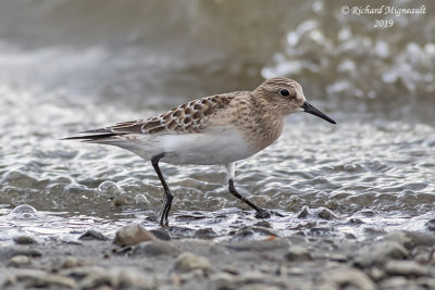 Bécasseau de Baird - Baird’s Sandpiper m19