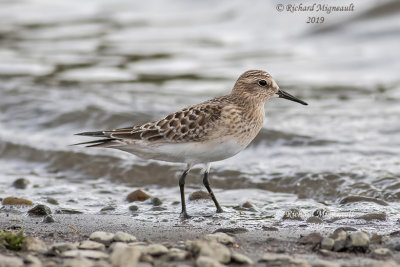 Bécasseau de Baird - Baird’s Sandpiper m19