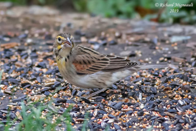 Dickcissel d’Amérique - Dickcissel m19
