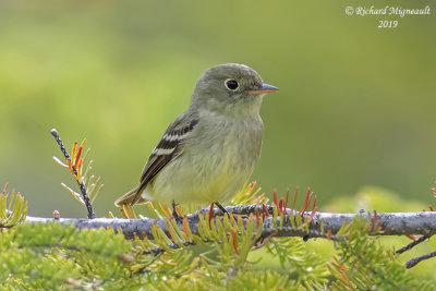 Moucherolle à ventre jaune - Yellow-bellied Flycatcher m19