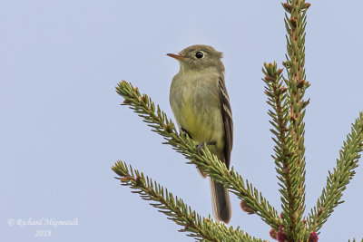 Moucherolle à ventre jaune - Yellow-bellied Flycatcher m19