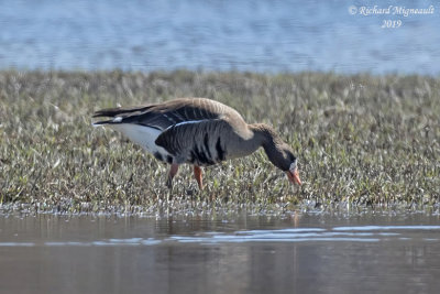 Oie rieuse - Greater White-fronted goose m19 