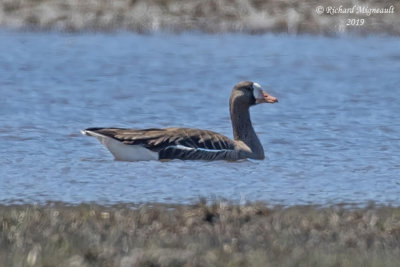 Oie rieuse - Greater White-fronted goose m19 