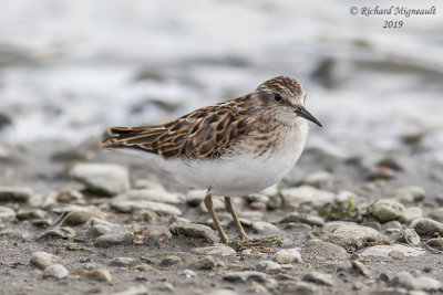 Bécasseau minuscule - Least Sandpiper m19