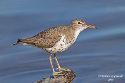 Chevalier grivelé - Spotted Sandpiper m19