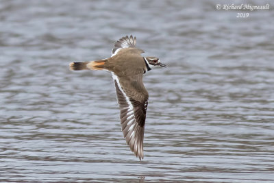 Pluvier kildir - Killdeer m19 2
