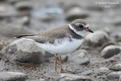 Pluvier semipalmé, Semipalmated Plover m19