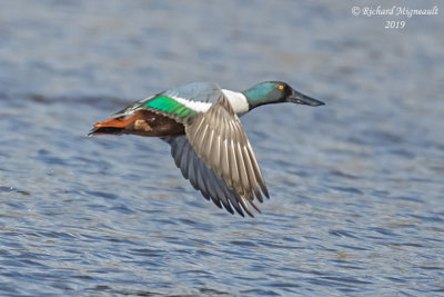 Canard souchet, Northern Shoveler m19