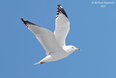 Goland  bec cercl - Ring-billed Gull m19 1