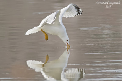 Goland  bec cercl - Ring-billed Gull m19 2