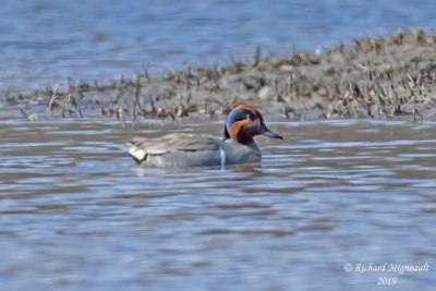 Sarcelle dhiver - Green-winged Teal m19 