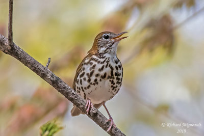 Grive des bois - Wood Thrush m19