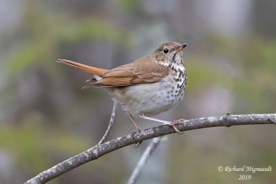 Grive solitaire - Hermit Thrush m19 1