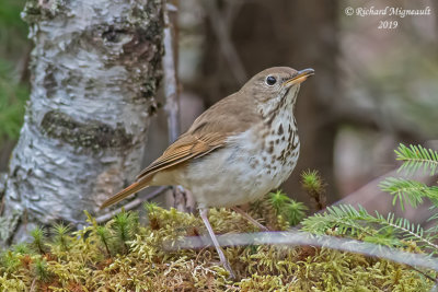 Grive solitaire - Hermit Thrush m19 2