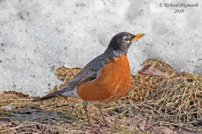 Merle d’Amérique - American Robin m19