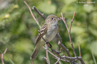 Moucherolle des aulnes - Alder Flycatcher m19 2