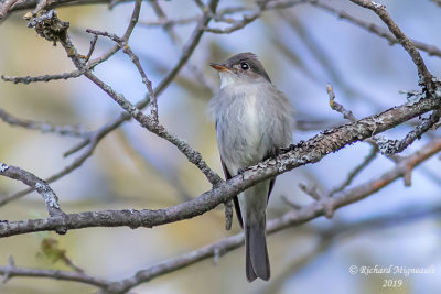 Pioui de l’Est - Eastern Wood-Pewee m19