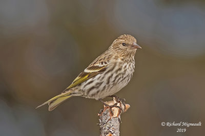 Tarin des pins - Pine Siskin m19 2
