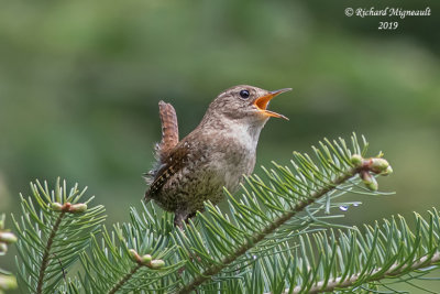 Troglodyte mignon - Winter Wren m19