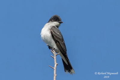 Tyran tritri - Eastern Kingbird m19