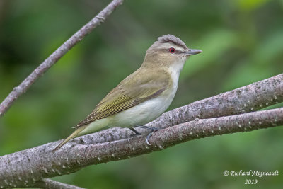 Viréo aux yeux rouges - Red-eyed Vireo m19