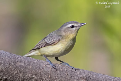 Viréo de Philadelphie - Philadelphia Vireo m19 3