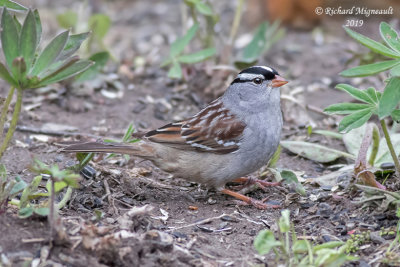 Bruant à couronne blanche - White-crowned Sparrow m19