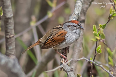 Bruant des marais - Swamp Sparrow m19