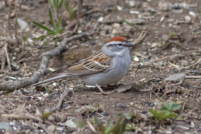 Bruant familier - Chipping Sparrow m19