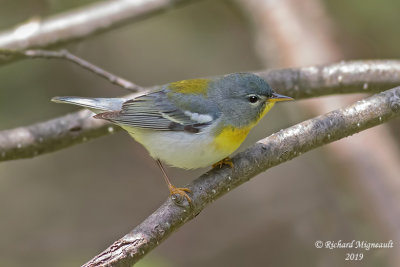 Paruline à collier - Northern Parula m19 2