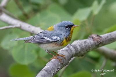 Paruline à collier - Northern Parula m19 3