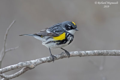 Paruline à croupion jaune - Yellow-rumped Warbler m19 1