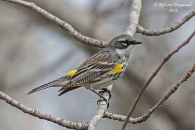 Paruline à croupion jaune - Yellow-rumped Warbler m19 2