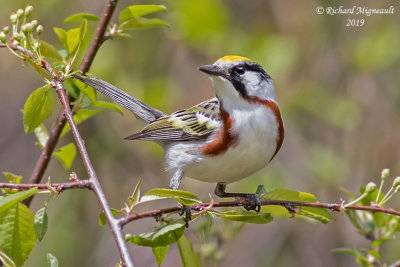 Paruline à flancs marron - Chestnut-sided Warbler m19