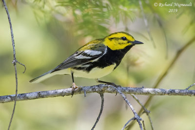 Paruline à gorge noire - Black-throated Green Warbler m19 1