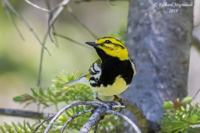 Paruline à gorge noire - Black-throated Green Warbler m19 2