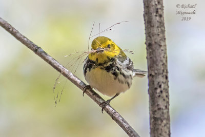 Paruline à gorge noire - Black-throated Green Warbler m19 3