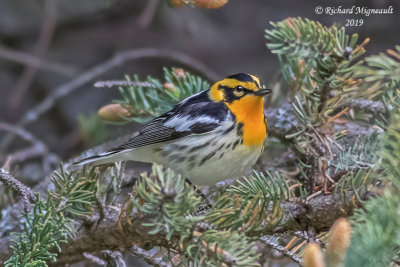 Paruline à gorge orangée - Blackburnian Warbler m19 1