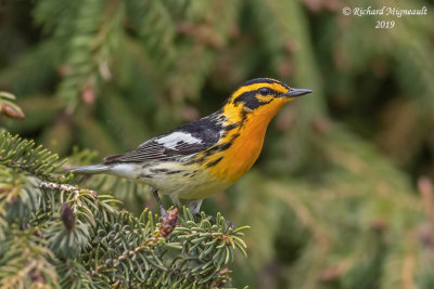 Paruline à gorge orangée - Blackburnian Warbler m19 2